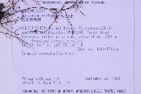 長生鐵角蕨藏品圖，第2張