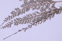 長生鐵角蕨藏品圖，第5張