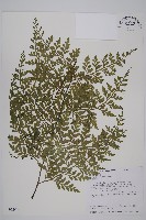 大鐵角蕨藏品圖，第1張