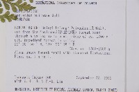 大鐵角蕨藏品圖，第2張