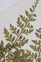 大鐵角蕨藏品圖，第3張