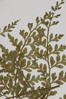 大鐵角蕨藏品圖，第4張