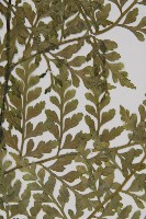 大鐵角蕨藏品圖，第5張