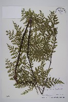 大鐵角蕨藏品圖，第1張