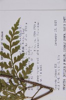 大鐵角蕨藏品圖，第2張