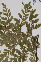 大鐵角蕨藏品圖，第3張