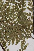 大鐵角蕨藏品圖，第4張