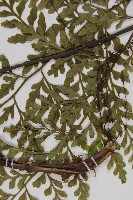 大鐵角蕨藏品圖，第5張