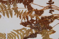 細毛碗蕨藏品圖，第4張