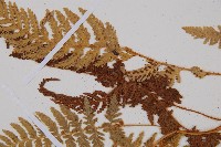 細毛碗蕨藏品圖，第5張