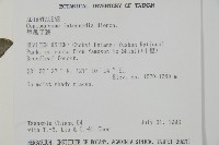 華鳳丫蕨藏品圖，第2張