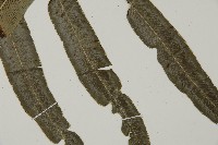 華鳳丫蕨藏品圖，第3張