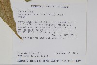 崖薑蕨藏品圖，第2張