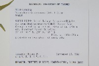 崖薑蕨藏品圖，第2張