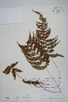 烏來金星蕨、毛柄金星蕨藏品圖，第1張