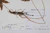 烏來金星蕨、毛柄金星蕨藏品圖，第2張