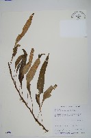 波氏星蕨藏品圖，第1張