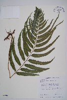 邊緣鱗蓋蕨藏品圖，第1張