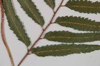 邊緣鱗蓋蕨藏品圖，第3張