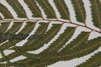 邊緣鱗蓋蕨藏品圖，第4張