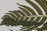 邊緣鱗蓋蕨藏品圖，第5張