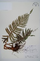 尖葉耳蕨藏品圖，第1張