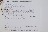 尖葉耳蕨藏品圖，第2張