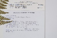 小葉複葉耳蕨藏品圖，第2張