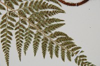 小葉複葉耳蕨藏品圖，第3張