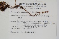 蕗蕨藏品圖，第2張