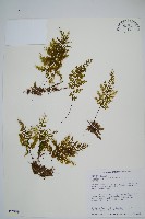 細葉蕗蕨藏品圖，第1張