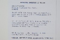 細葉蕗蕨藏品圖，第2張