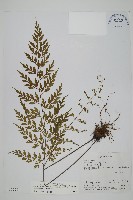 大黑柄鐵角蕨、黃鱗鐵角蕨、大羽鐵角蕨藏品圖，第1張