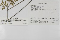 大黑柄鐵角蕨、黃鱗鐵角蕨、大羽鐵角蕨藏品圖，第2張