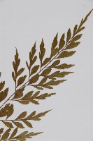 大黑柄鐵角蕨、黃鱗鐵角蕨、大羽鐵角蕨藏品圖，第3張