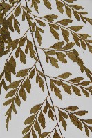 大黑柄鐵角蕨、黃鱗鐵角蕨、大羽鐵角蕨藏品圖，第4張