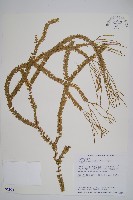 小垂枝石松藏品圖，第1張