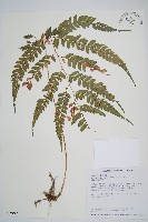 斜方複葉耳蕨藏品圖，第1張