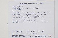 斜方複葉耳蕨藏品圖，第2張