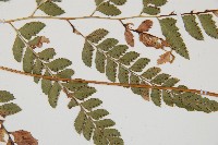 斜方複葉耳蕨藏品圖，第3張