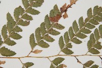 斜方複葉耳蕨藏品圖，第4張