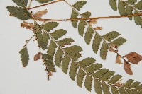 斜方複葉耳蕨藏品圖，第5張