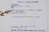 烏蕨藏品圖，第2張