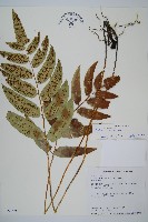 馬鞍山雙蓋蕨藏品圖，第1張