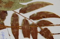 馬鞍山雙蓋蕨藏品圖，第3張