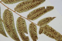 馬鞍山雙蓋蕨藏品圖，第4張