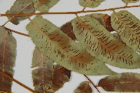 馬鞍山雙蓋蕨藏品圖，第5張