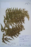 刺柄碗蕨藏品圖，第1張