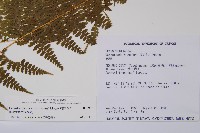 刺柄碗蕨藏品圖，第2張