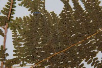 刺柄碗蕨藏品圖，第3張